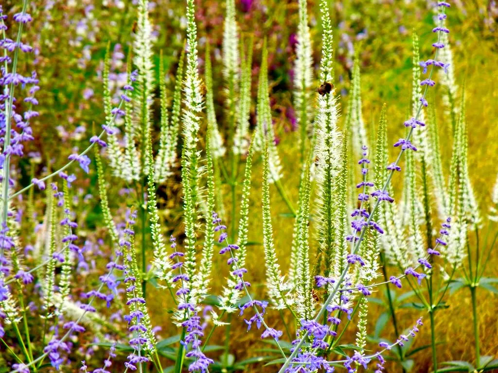 Veronicastrum virginicum 'Album'