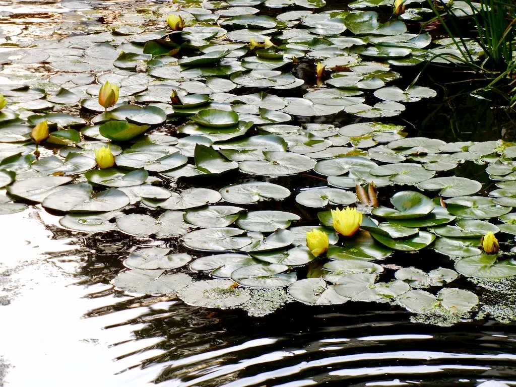 Water Lily at St Lawrence Jewry Garden