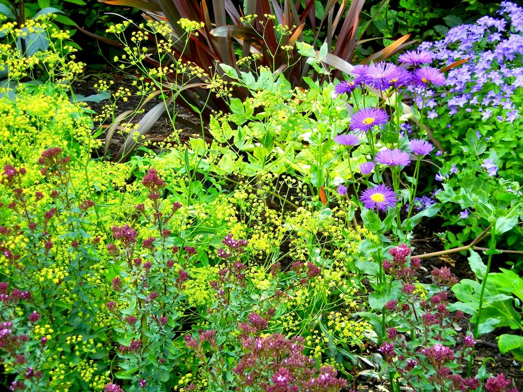Aster novae-angliae Purple Cloud-1 - Online Flower Garden Aster novae-angliae'Purple Cloud'