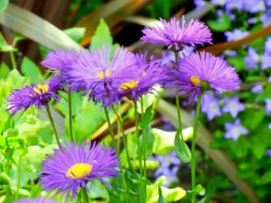 Aster novae-angliae 'Purple Cloud'