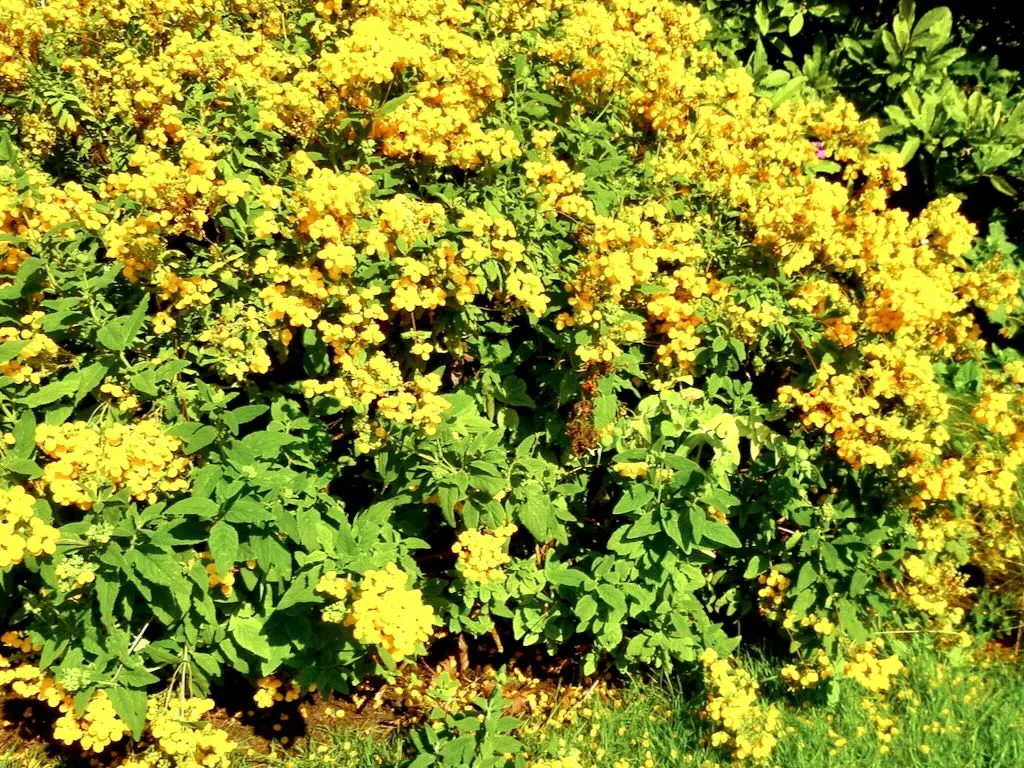 Calceolaria integrifolia