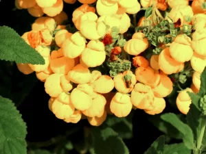 Calceolaria integrifolia