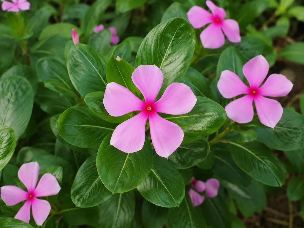 Catharanthus roseus-2 - Online Flower Garden Catharanthus roseus