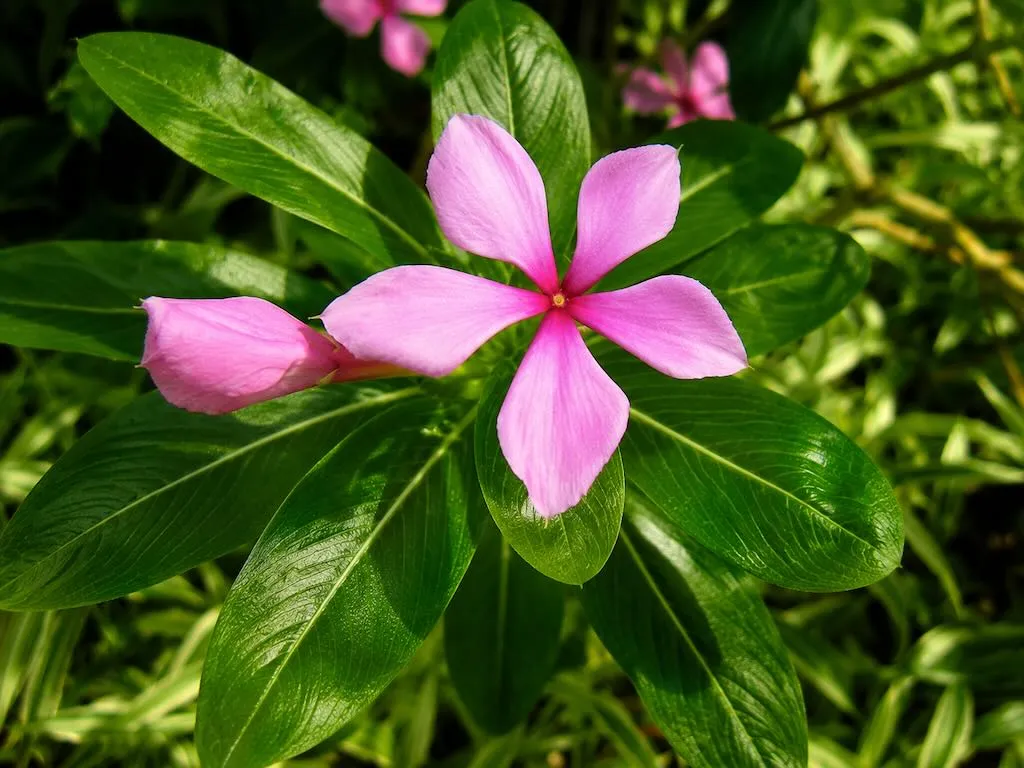 Catharanthus roseus - Online Flower Garden Catharanthus roseus