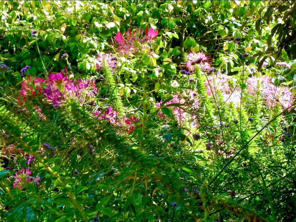 Cleome hassleriana