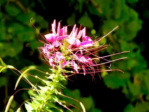 Cleome hassleriana