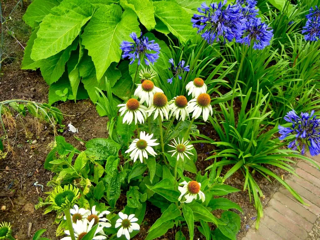 Echinacea purpurea White Swan-1 - Online Flower Garden Echinacea purpurea'White Swan'