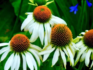 Echinacea purpurea 'White Swan'
