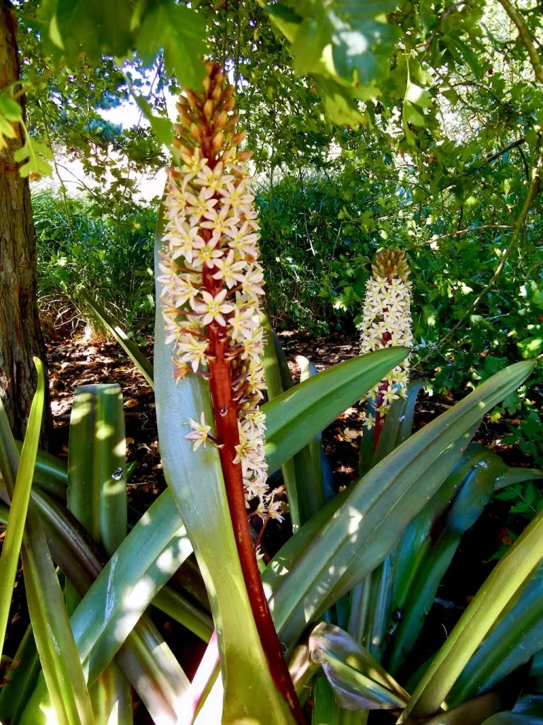 Eucomis comosa'Sparkling Burgundy'
