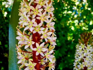Eucomis comosa 'Sparkling Burgundy'