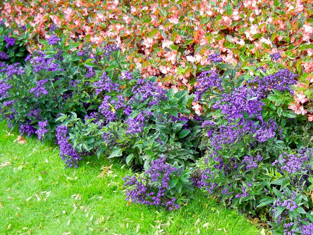 Heliotropium arborescens'Marine'