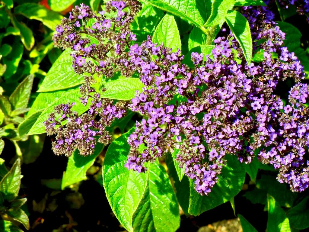 Heliotropium arborescens Marine - Online Flower Garden Boraginaceae Heliotropium arborescens'Marine'