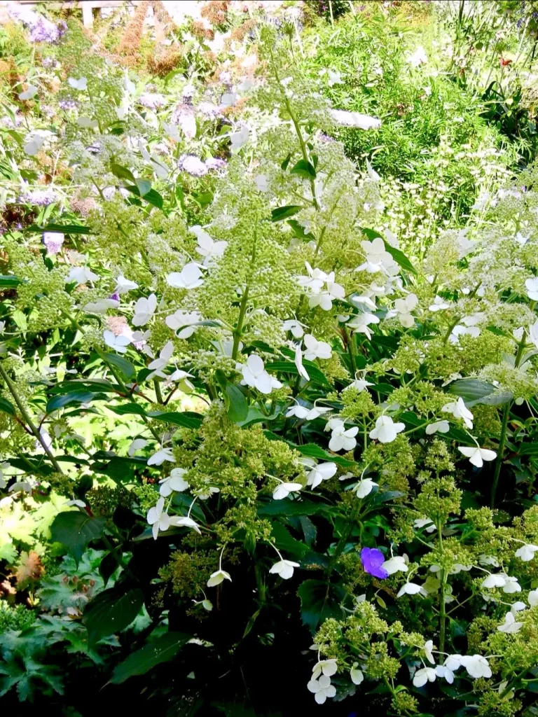 Hydrangea paniculata Floribunda-1 - Online Flower Garden Hydrangea paniculata'Floribunda'