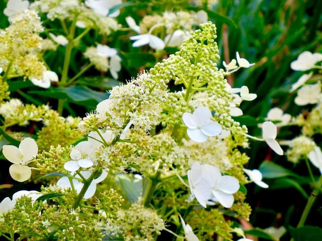 Hydrangea paniculata Floribunda - Online Flower Garden Hydrangea paniculata 'Floribunda'