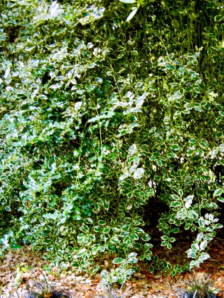 Ilex aquifolium'Argentea Marginata'