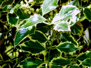 Ilex aquifolium 'Argentea Marginata'