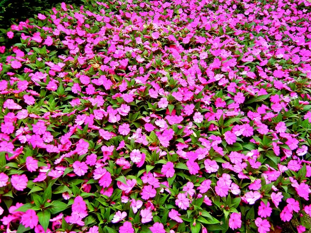 Impatiens Divine Violet-1 - Online Flower Garden Impatiens'Divine Violet'