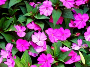 Impatiens 'Divine Violet'