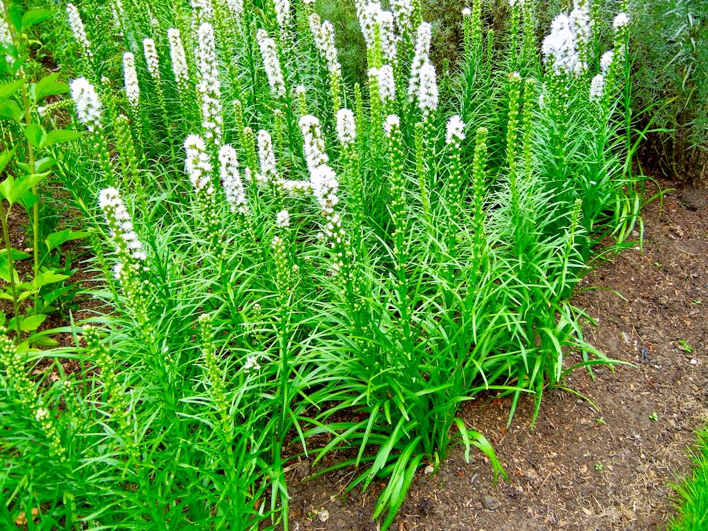 Liatris spicata Floristan White-1 - Online Flower Garden Liatris spicata'Floristan White'