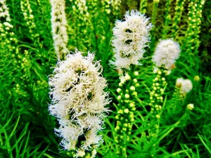 Liatris spicata 'Floristan White'