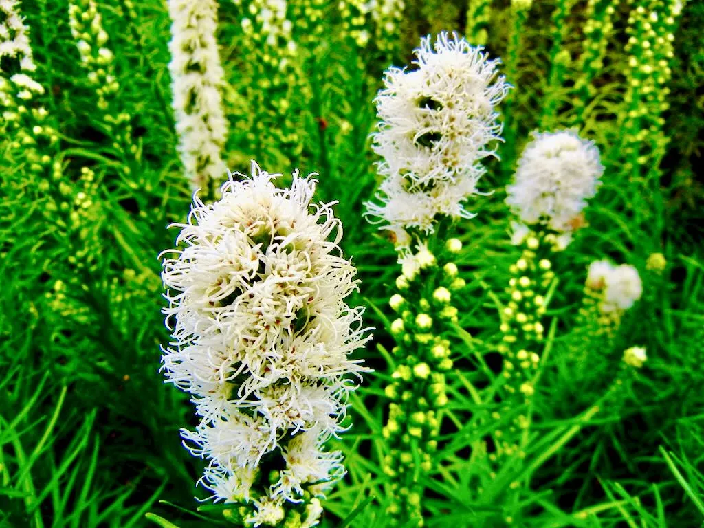 Liatris spicata Floristan White - Online Flower Garden Liatris spicata 'Floristan White'