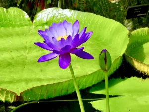 Nymphaea 'Kew’s Stowaway Blues'