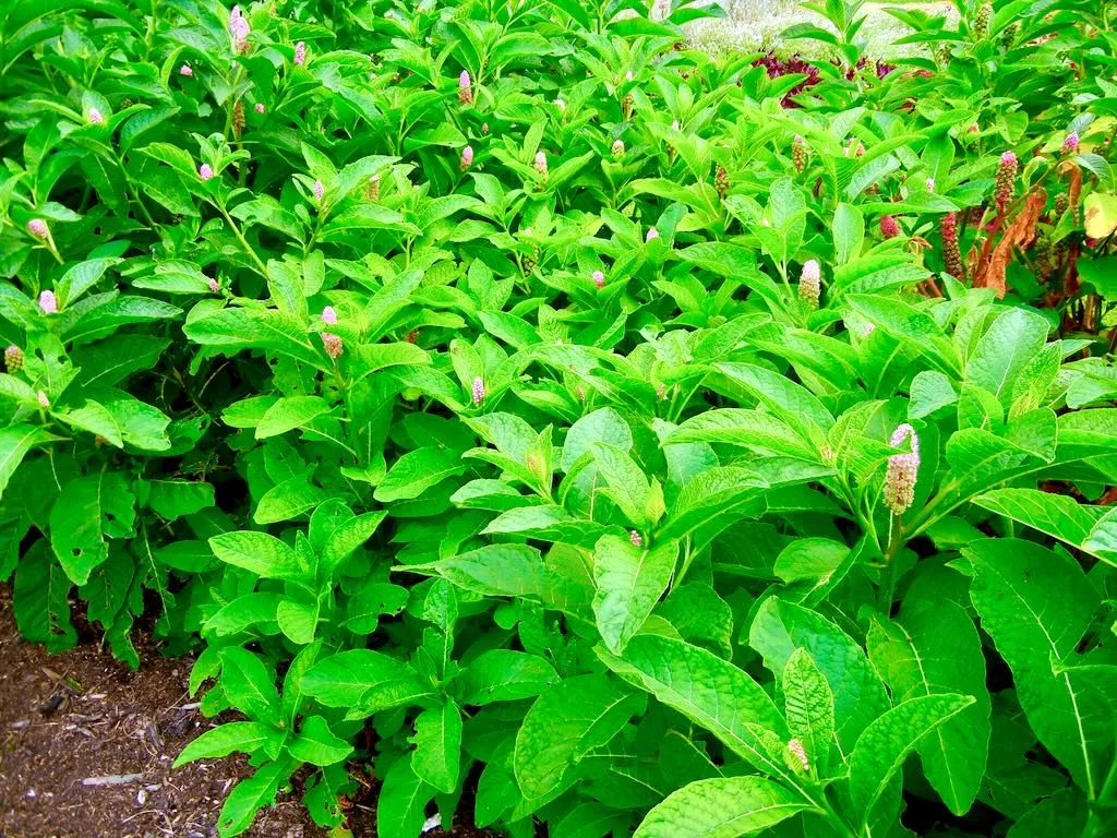 Phytolacca rugosa-1 - Online Flower Garden Phytolacca rugosa