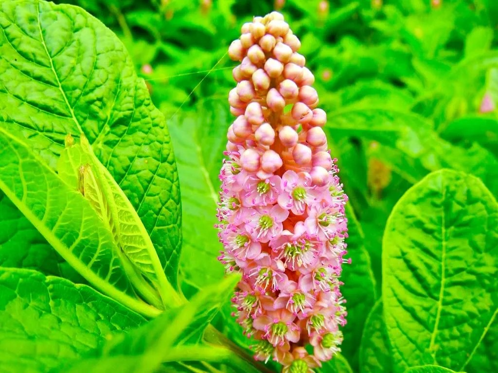 Phytolacca rugosa - Online Flower Garden Phytolaccaceae Phytolacca rugosa