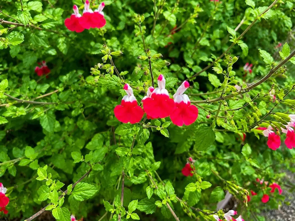 Salvia jamensis Hot Lips-2 - Online Flower Garden Salvia jamensis'Hot Lips'
