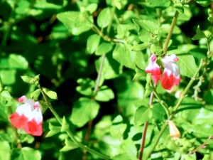 Salvia jamensis 'Hot Lips'