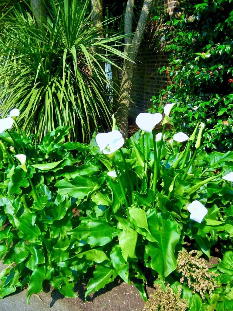 Zantedeschia aethiopica Calla Lily-1 - Online Flower Garden Zantedeschia aethiopica or Calla Lily