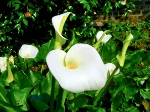 Zantedeschia aethiopica or Calla Lily