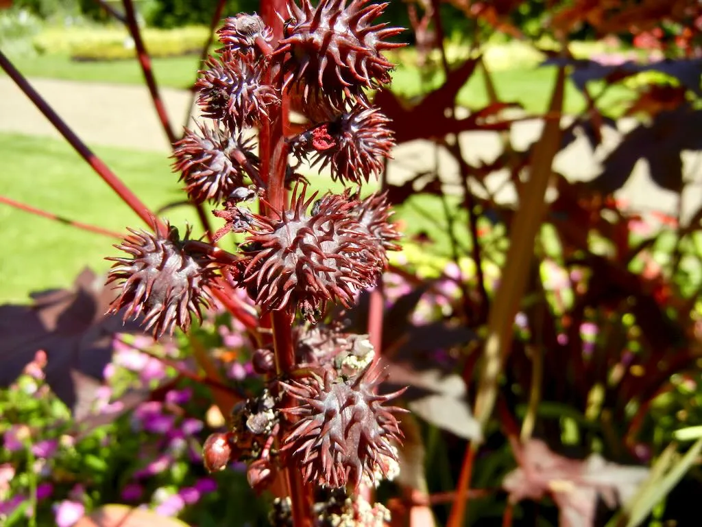 Euphorbiaceae Ricinus communis or Castor Oil
