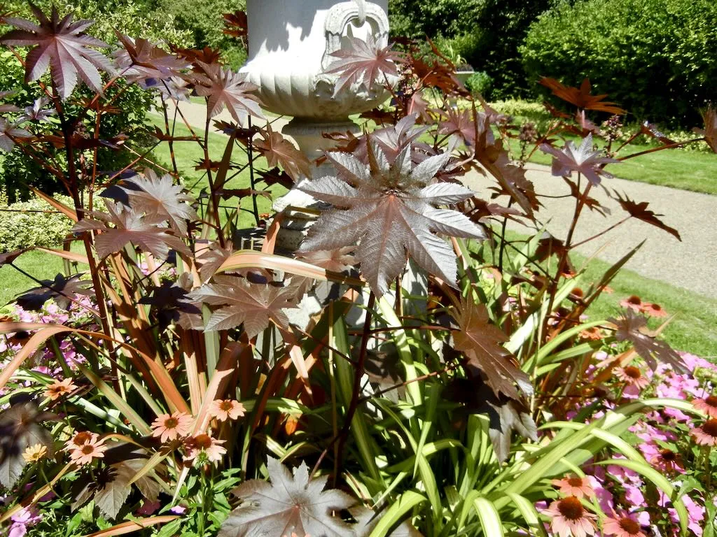 Ricinus communis or Castor Oil-2 - Online Flower Garden Ricinus communis or Castor Oil