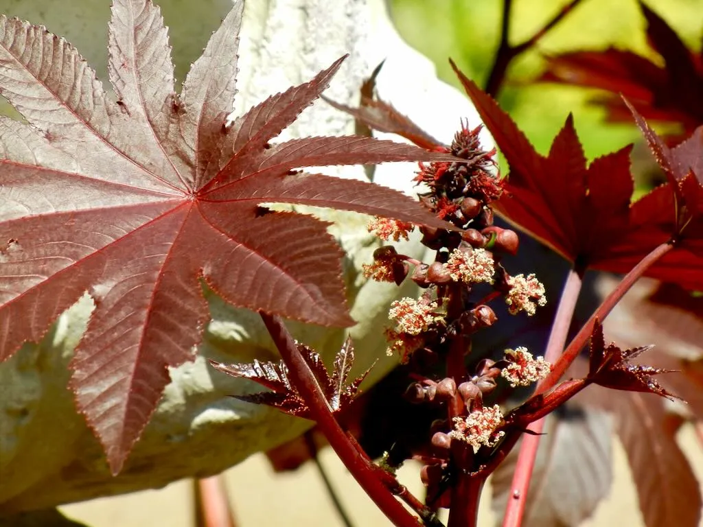 Ricinus communis or Castor Oil - Online Flower Garden Ricinus communis or Castor Oil