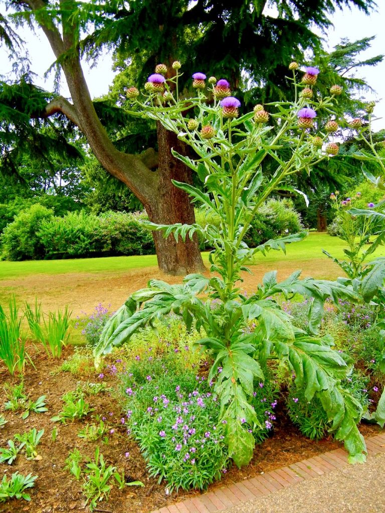 Cynara cardunculus cardunculus-1 - Online Flower Garden Cynara cardunculus subsp. cardunculus