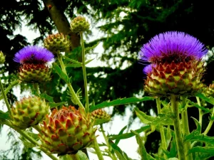 Cynara cardunculus subsp. cardunculus