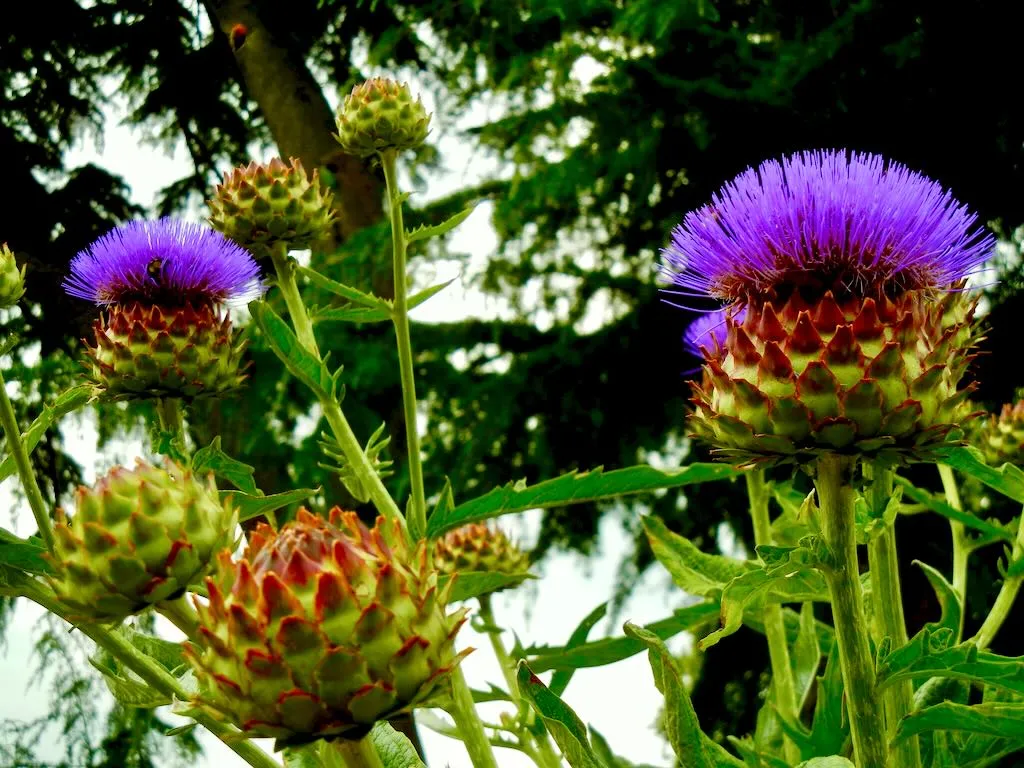 Cynara cardunculus cardunculus - Online Flower Garden Cynara cardunculus subsp. cardunculus