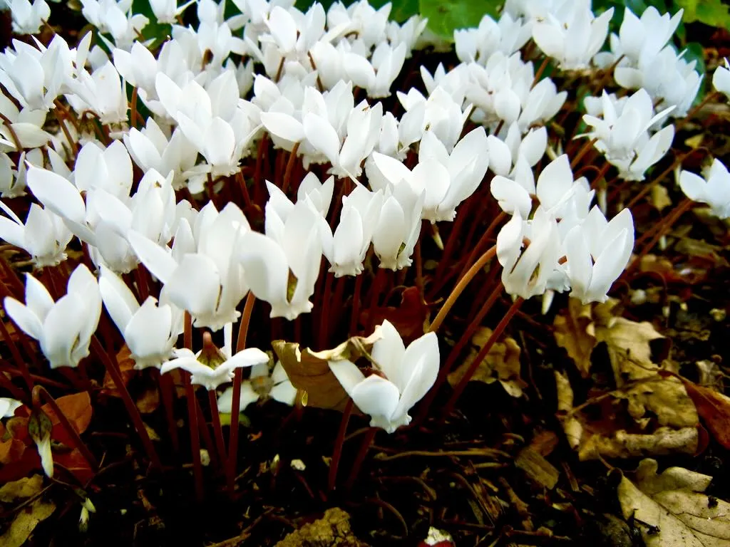 Cyclamen hederifolium-1 - Online Flower Garden Cyclamen hederifolium