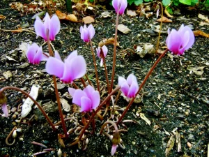 Cyclamen hederifolium