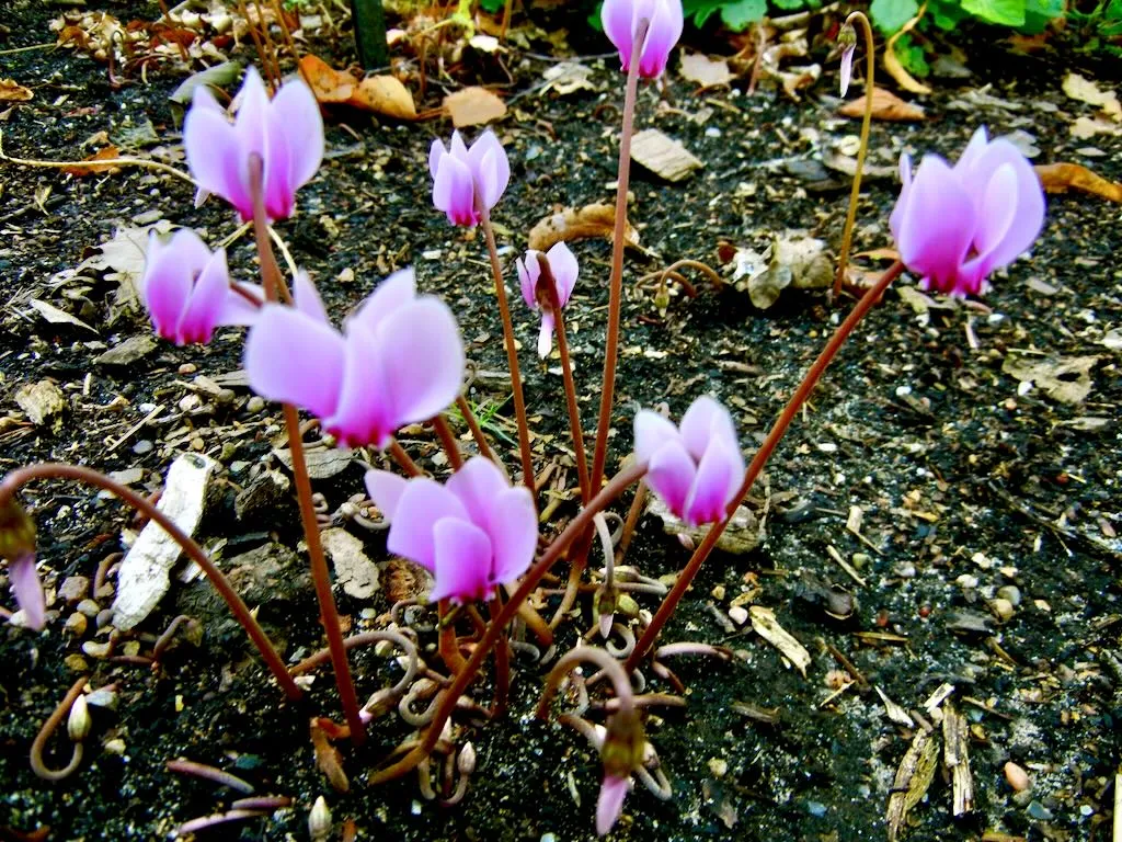 Cyclamen hederifolium - Online Flower Garden Cyclamen hederifolium