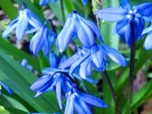 Scilla siberica