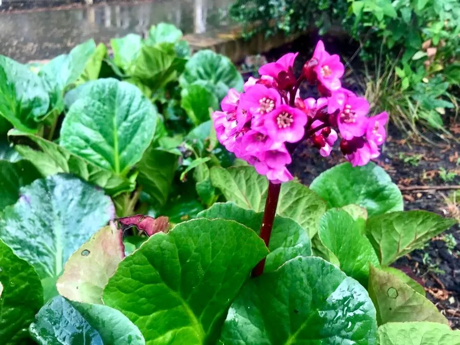 Bergenia crassifolia-1 - Online Flower Garden Bergenia crassifolia