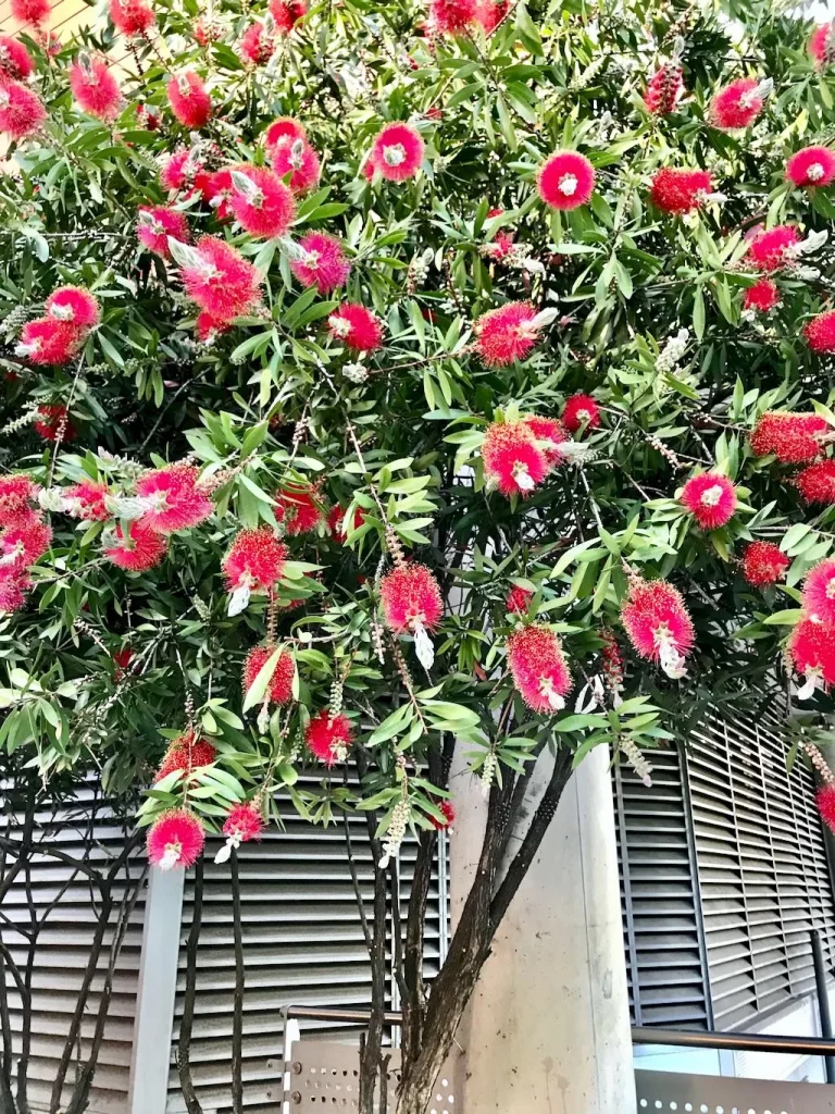 Callistemon citrinus-1 - Online Flower Garden Callistemon citrinus