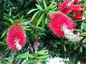 Callistemon citrinus