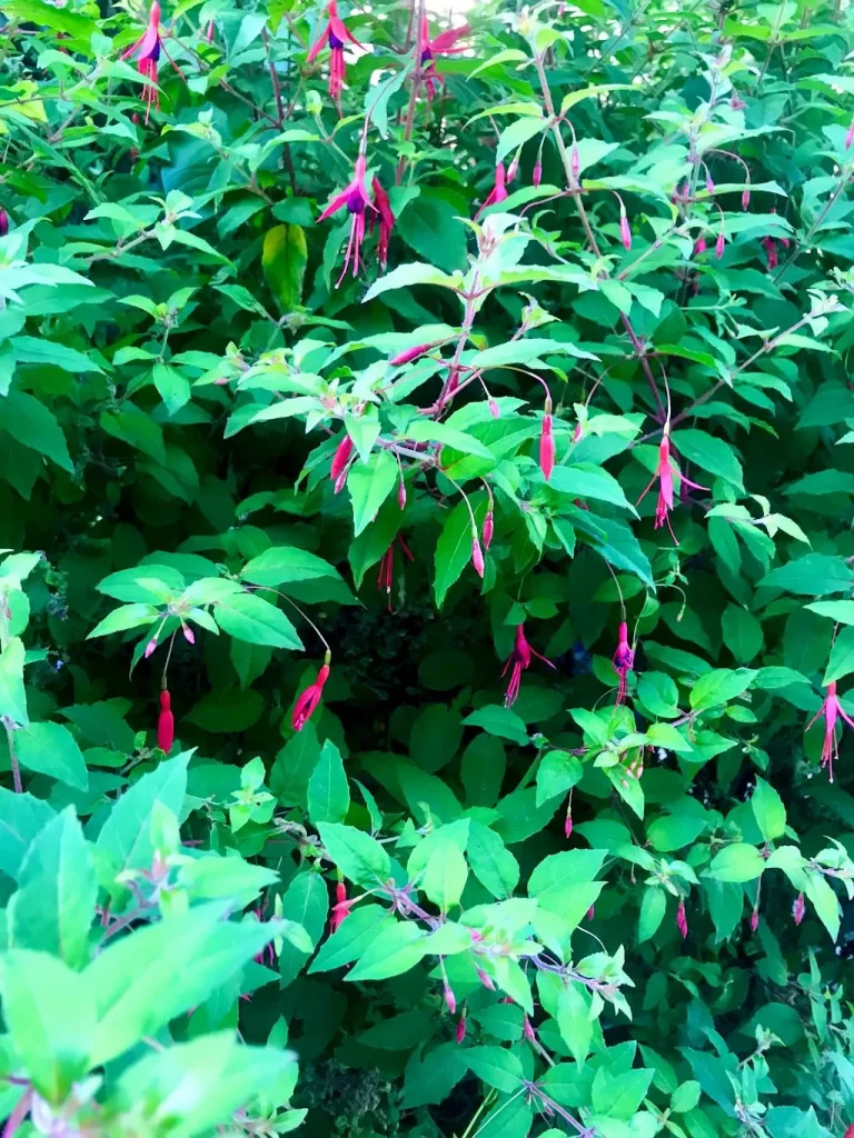 Fuchsia magellanica