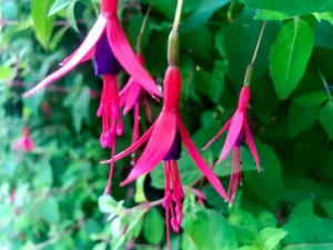 Fuchsia magellanica