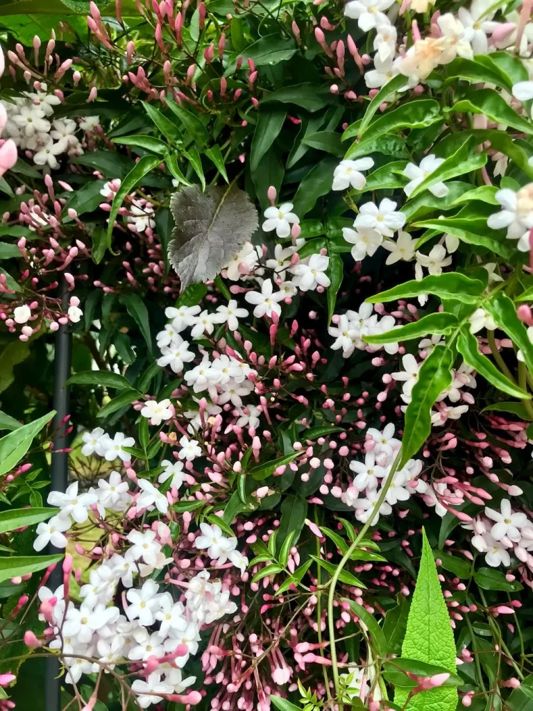 Jasminum polyanthum