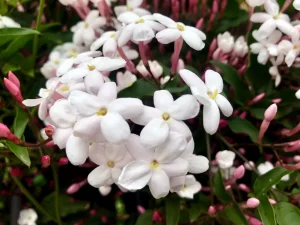 Jasminum polyanthum