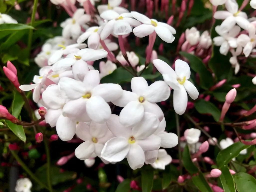 Jasminum polyanthum